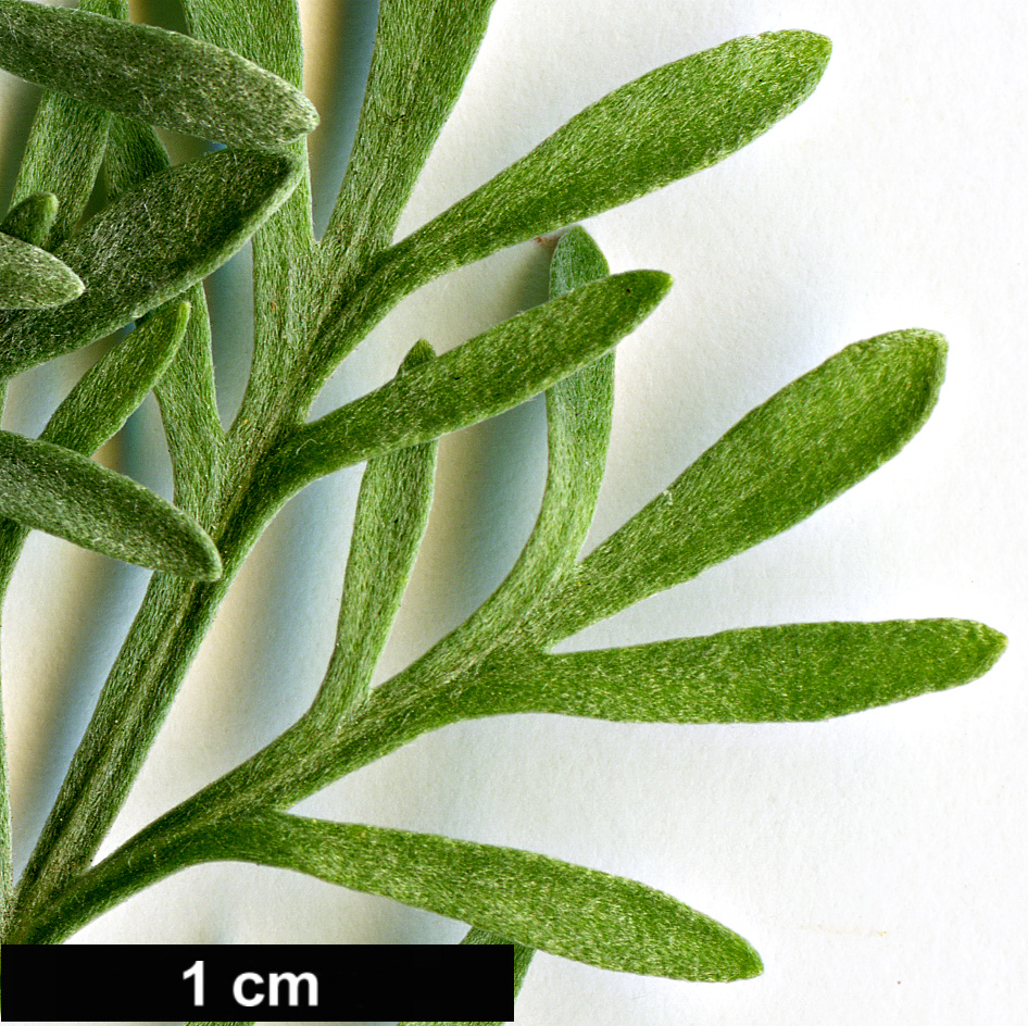 High resolution image: Family: Asteraceae - Genus: Artemisia - Taxon: thuscula